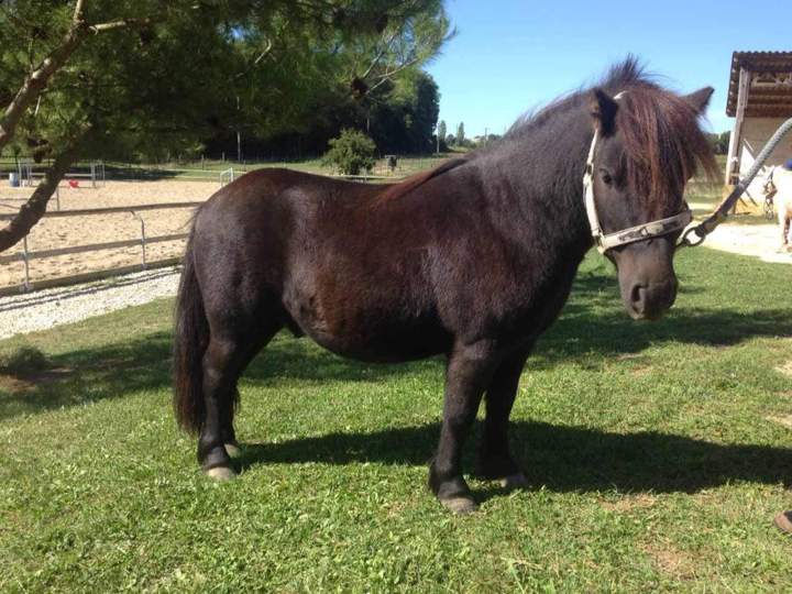Bambou de roquebere Condom