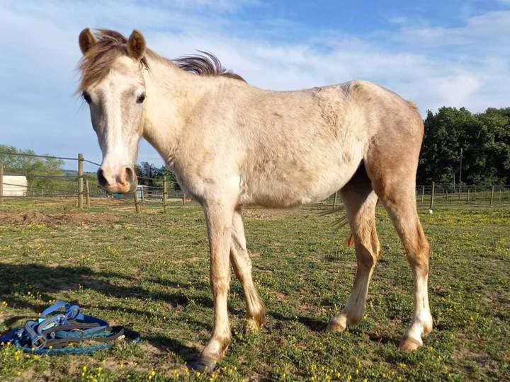 Idéale de Roquebère Condom