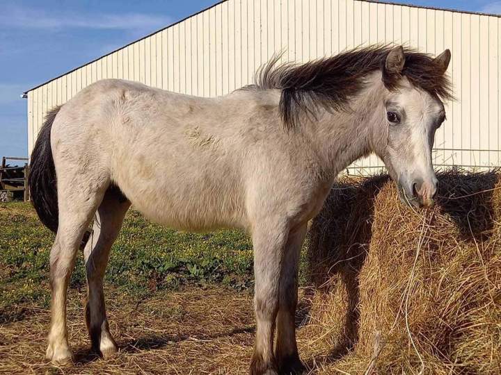 Kaprisss de Roquebère Condom