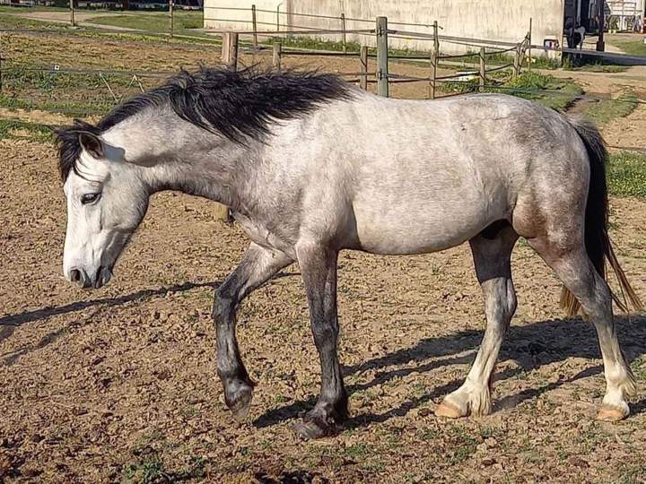 Ganache de Roquebère Condom