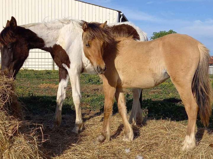 K'dance de Roquebère Condom