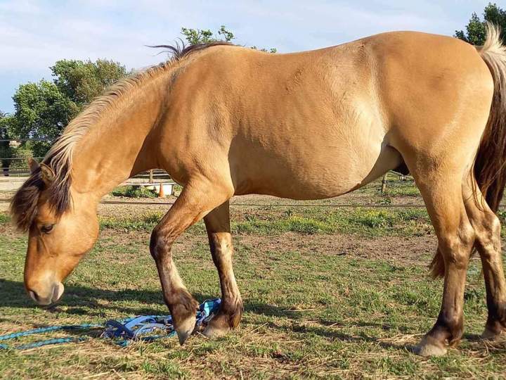 George de Lamarque Condom