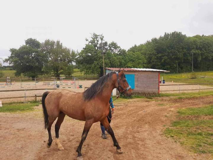 Hakim du pouy Condom