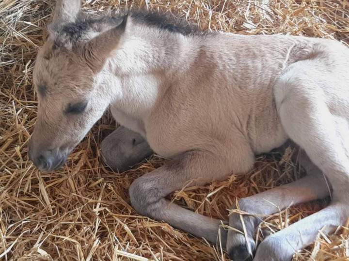 La dy va de roquebere Condom