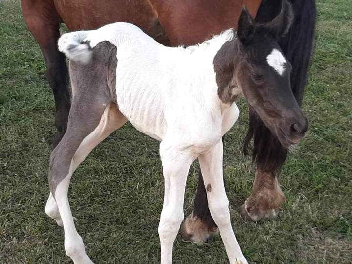 Kalmyba de roquebere Condom